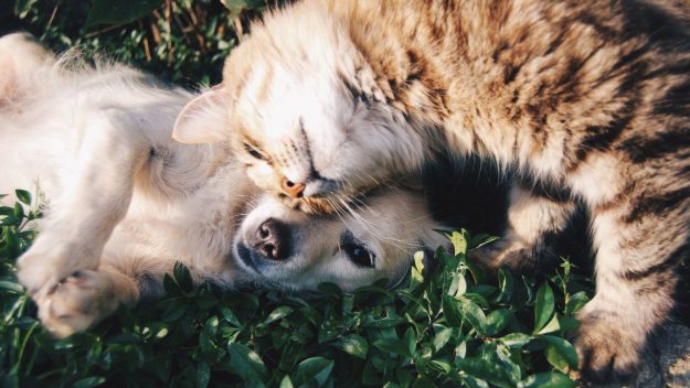 Gatito y perrito