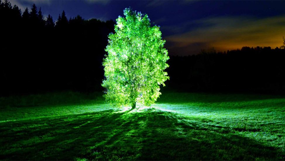 Árbol luminoso
