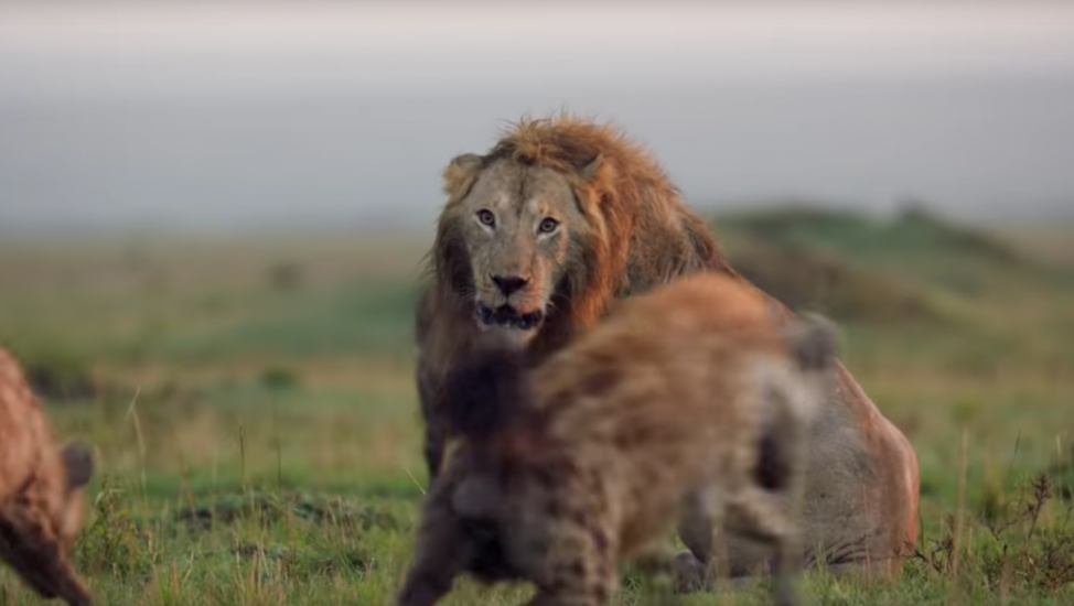 León atacado por hienas