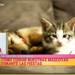 Como cuidar a nuestras mascotas en las fiestas