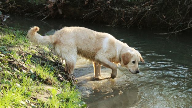 Goldel Retriever