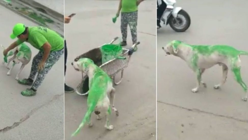perro pintado verde tucuman