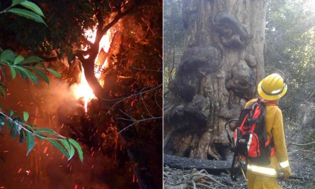 ARBOL-QUEMADO-MISIONES