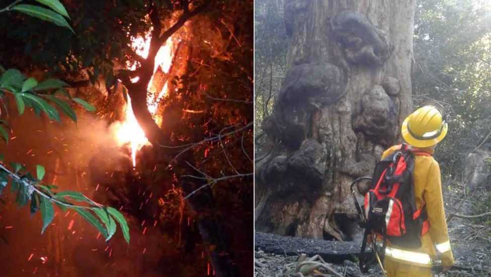 ARBOL-QUEMADO-MISIONES