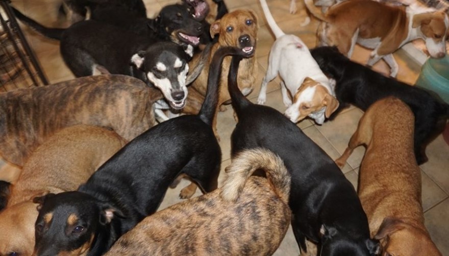 Una mujer refugió 97 perros para salvarlos del huracán Dorian y generó conmoción