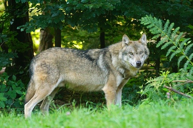 Foto: Apareció en Francia un lobo gris que se creía extinto hace 100 años