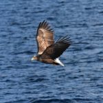 Águila cola blanca